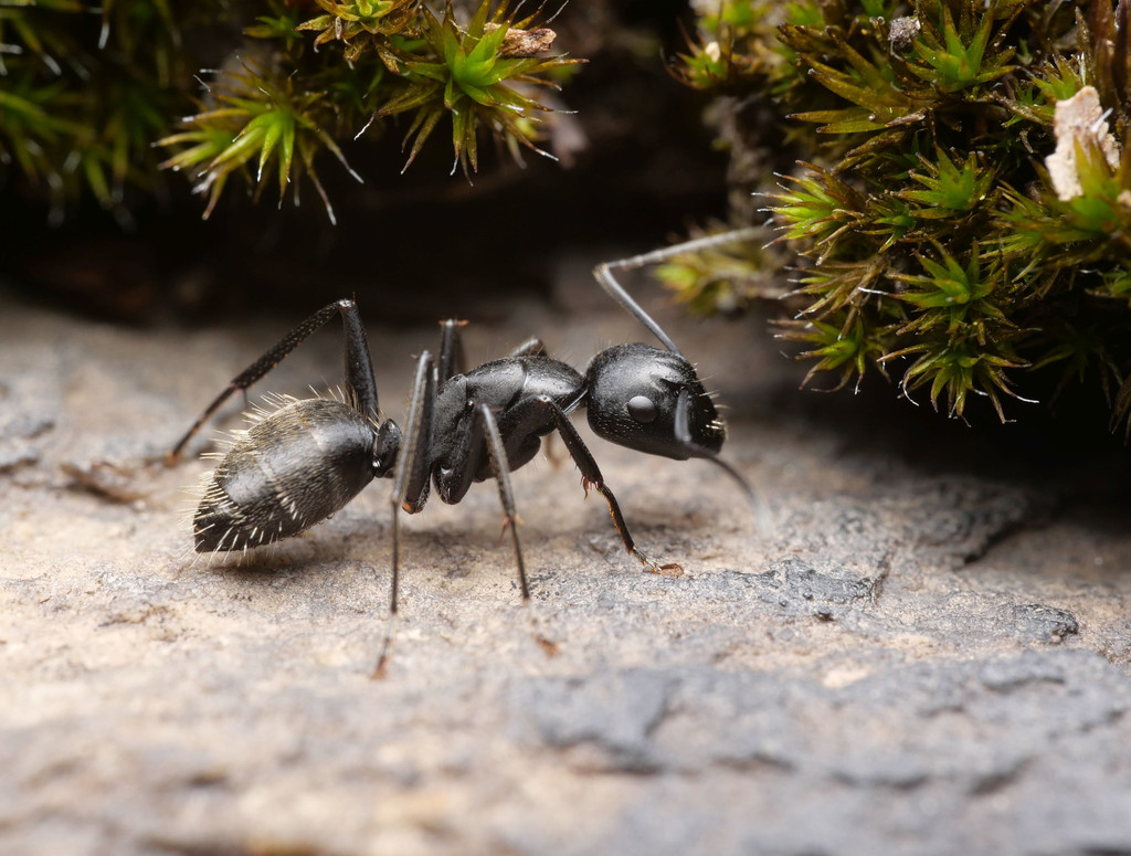 Eastern black carpenter ant on weathered wood, the most damaging ant species in Loudoun County Virginia homes