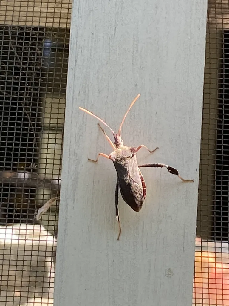 Magnolia leaf-footed bug resting on a wooden railing showing its flared pronotal shoulders