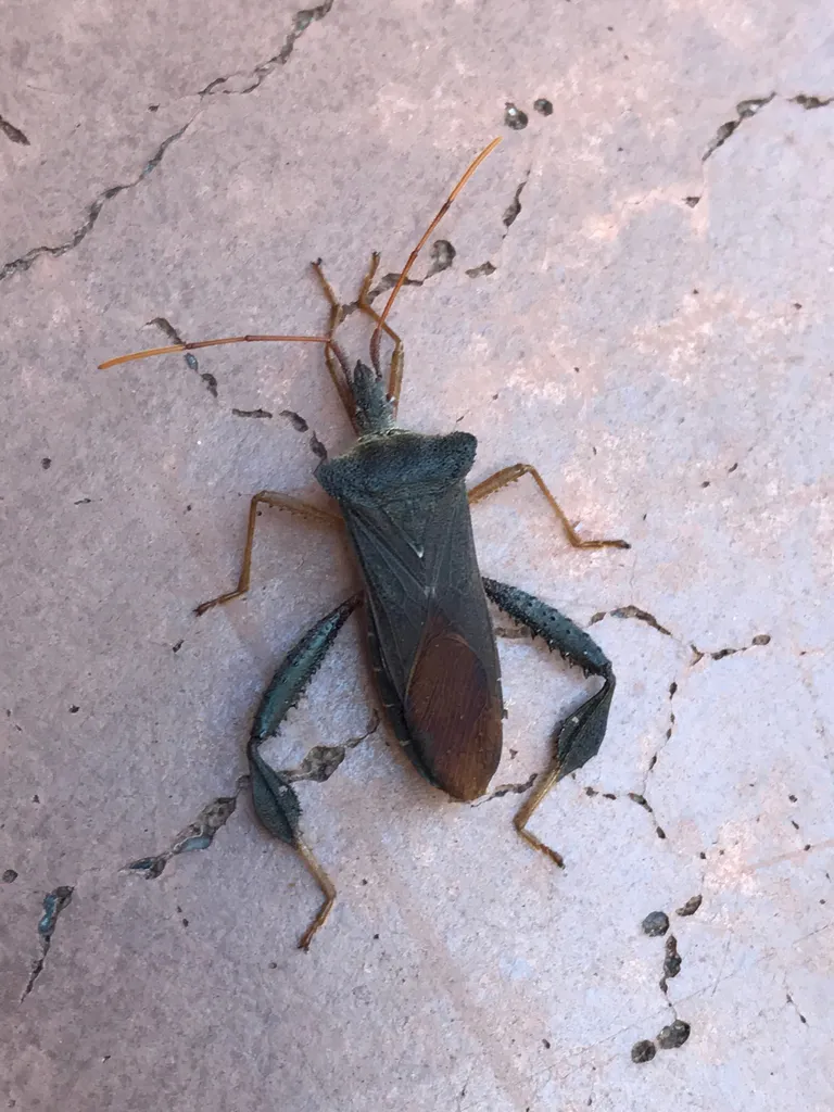 Magnolia leaf-footed bug on a concrete surface displaying its elongated dark brown body