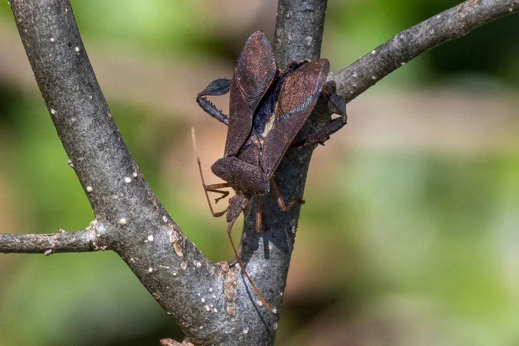 Magnolia leaf-footed bug perched on a tree branch in its natural woodland habitat