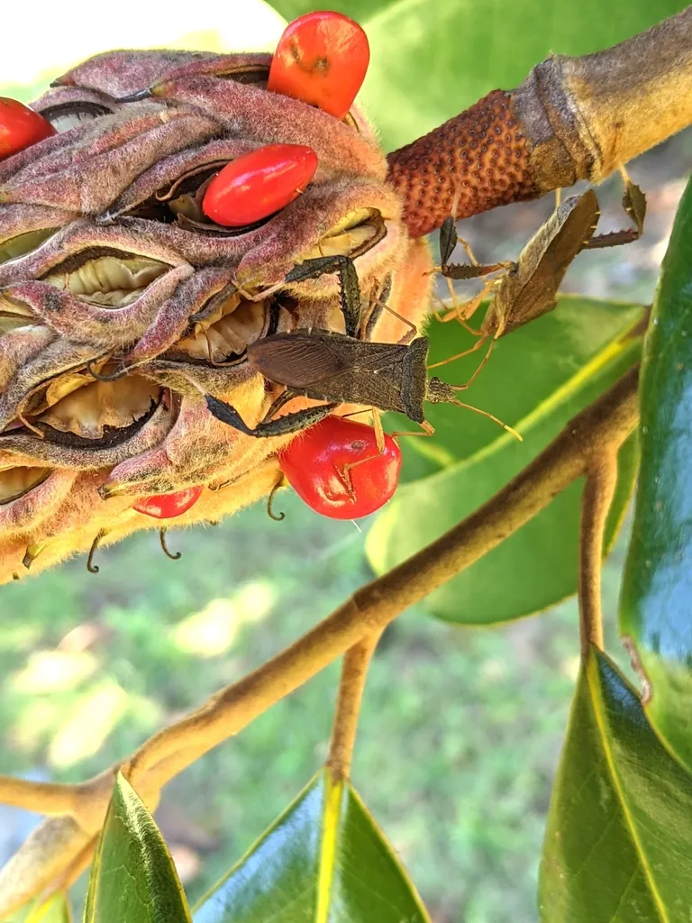 Magnolia leaf-footed bug feeding on a magnolia seed pod with bright red seeds