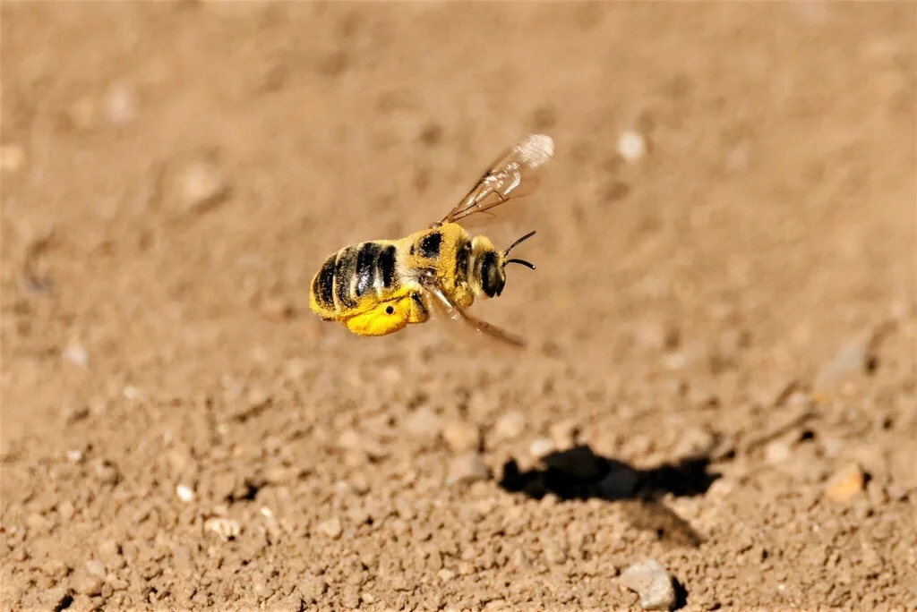 Mallow bee in flight showing yellow and black striped body near nest entrance