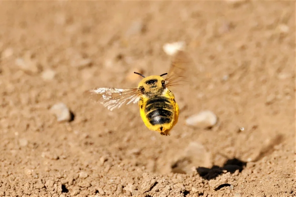 Mallow bee hovering in flight with visible pollen on hind legs