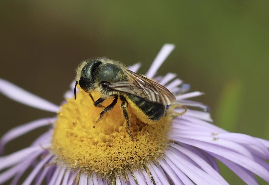 Mason bee foraging on purple aster flower collecting pollen