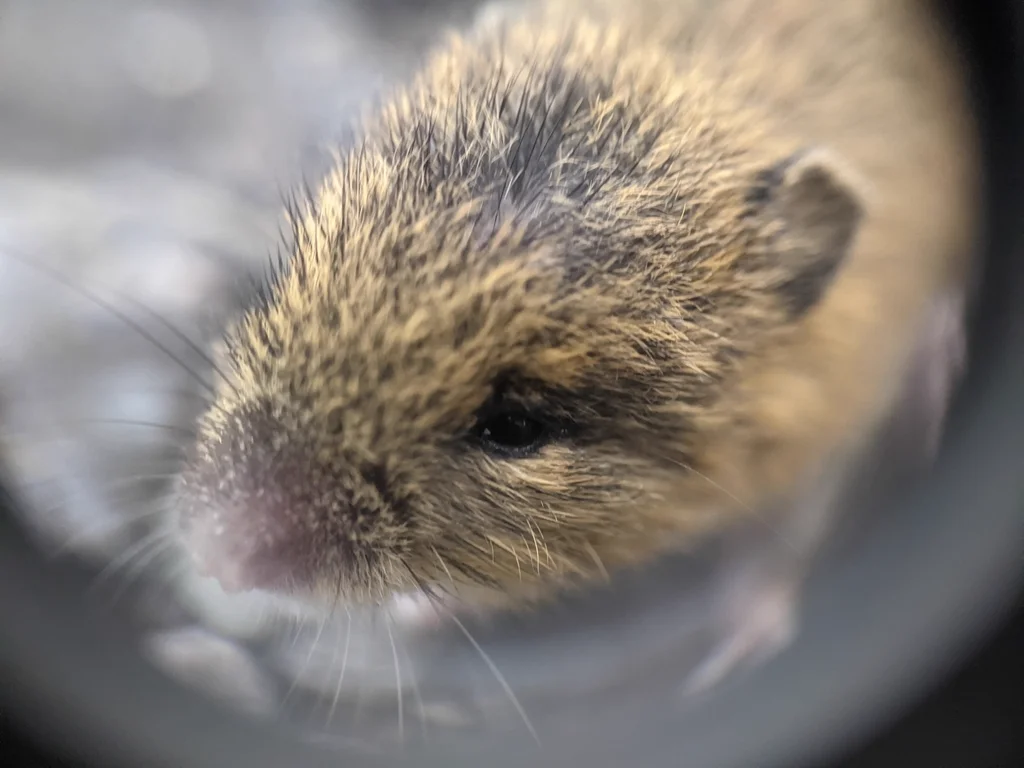 Close-up view of meadow jumping mouse face showing small ears and distinctive coloration