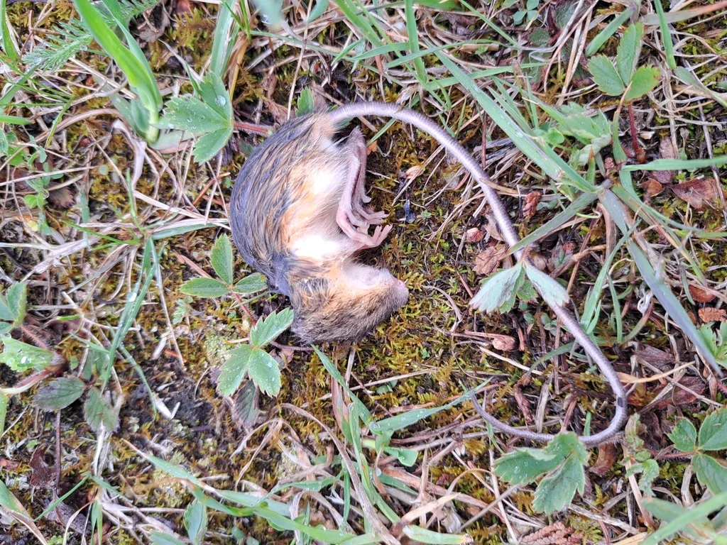 Meadow jumping mouse in grassy vegetation typical of its preferred habitat