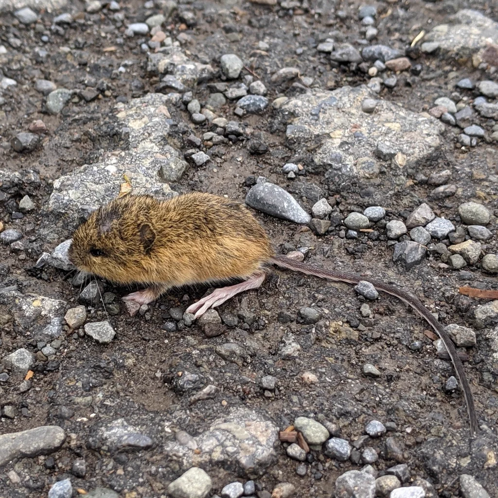 Side profile of meadow jumping mouse showing elongated hind feet and body proportions