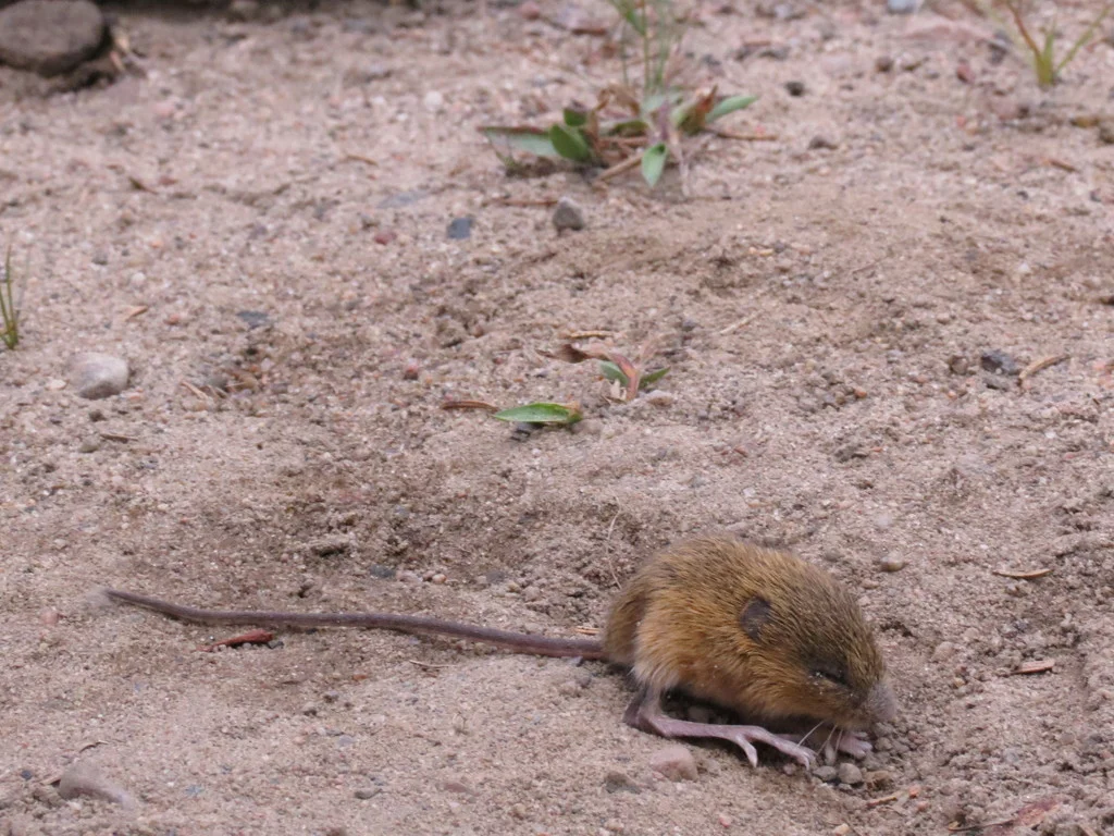 Meadow jumping mouse displaying its characteristically long tail in sandy environment