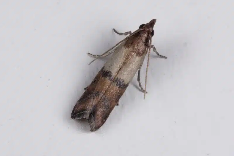 Pantry Moths vs Clothes Moths: A DC Homeowner's Guide