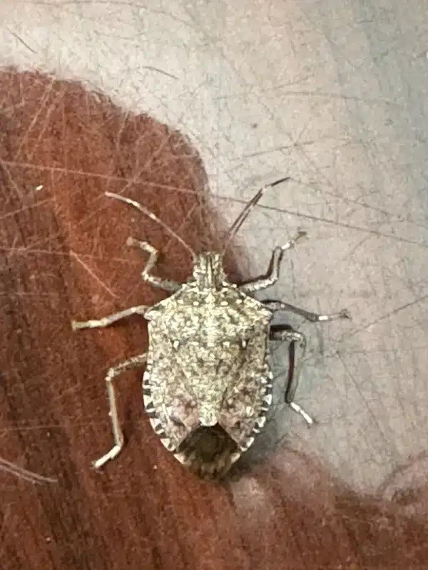 Adult stink bug showing shield shape and muted brown coloring used for identification
