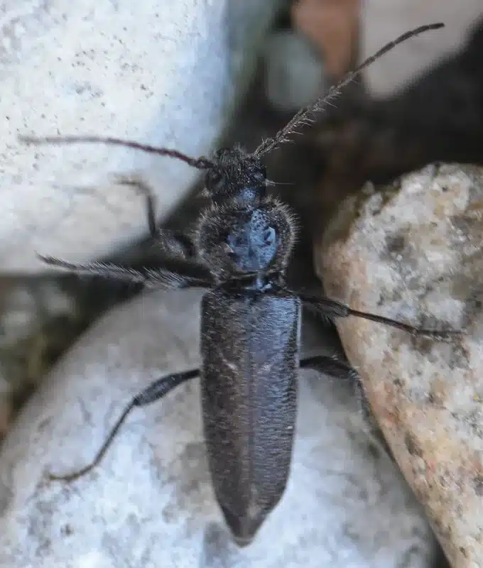 Close-up of an adult wood boring beetle showing body structure for identification