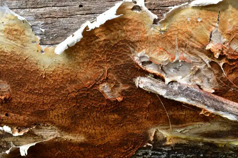Close-up of advanced wood rot with a cracked, textured surface