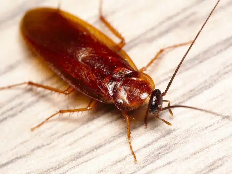 Close-up of an American cockroach showing the pale band around the edge of the pronotum