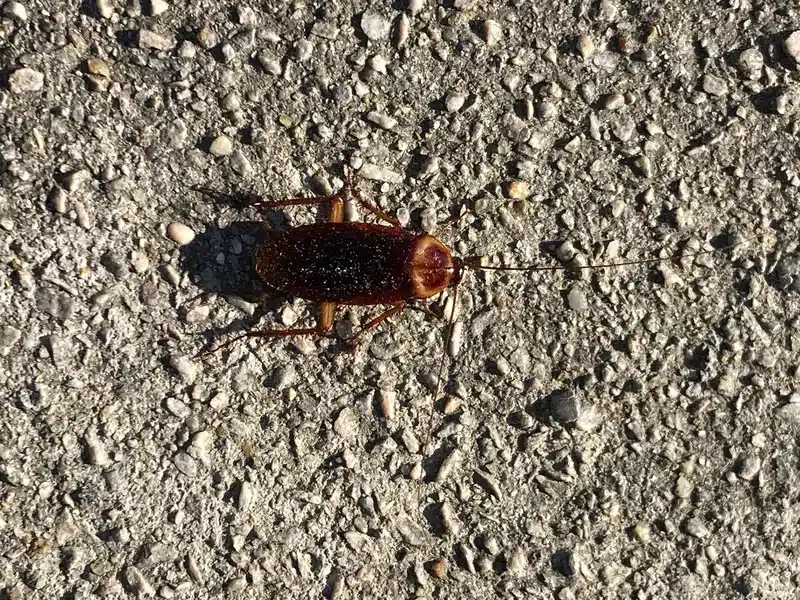 American cockroach on concrete surface showing size and features