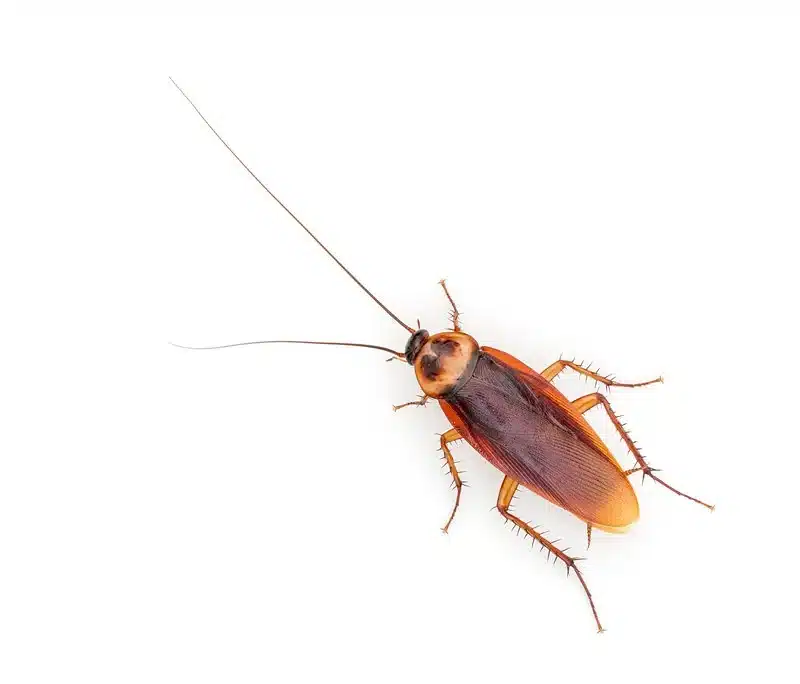 American cockroach on white background showing its reddish-brown color and size