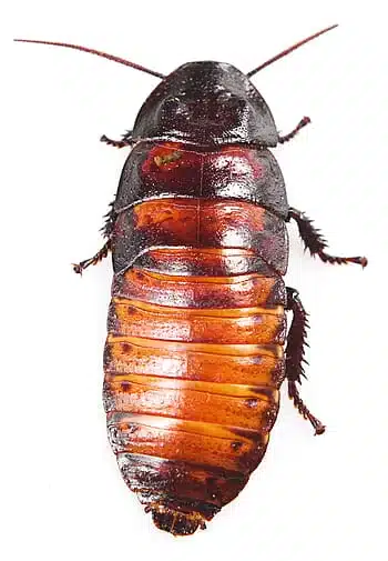 American cockroach on white background for identification