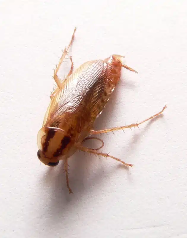 American cockroach on white background for size and color comparison