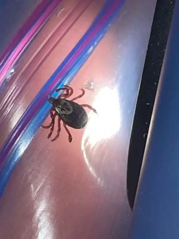 American dog tick showing distinctive shield markings for identification