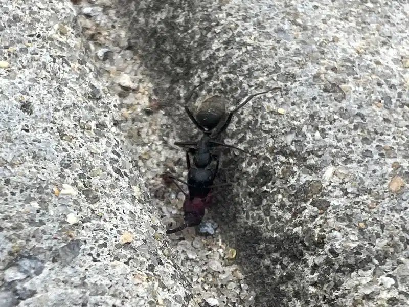 Why Do Ants Carry Dead Ants: Fascinating Colony Behavior