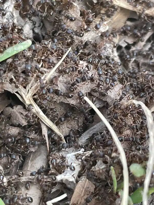 Do Ants Hibernate? Discover Where Ants Go During Winter
