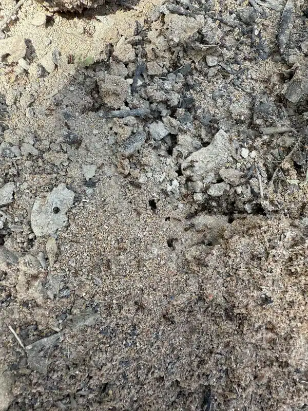 Soil disturbed by ant colony with ants visible