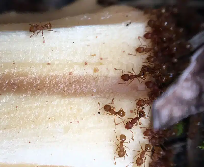 Ant colony swarming a food source showing foraging behavior