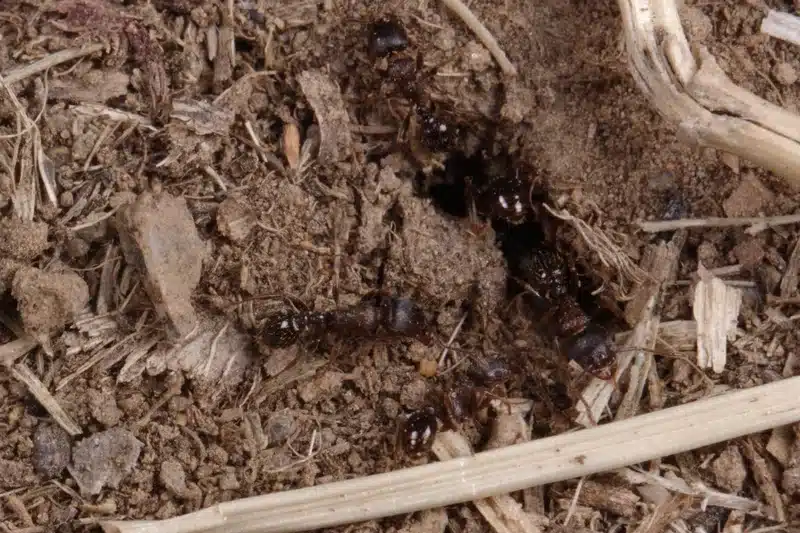 Ant colony at nest entrance in soil showing worker ant activity