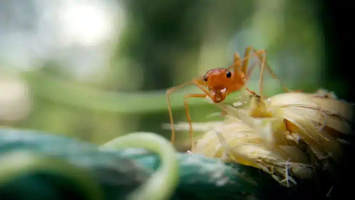 Ant feeding on sweet food showing typical kitchen foraging behavior