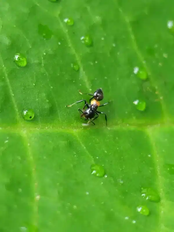 Ant foraging on a wet leaf after rain