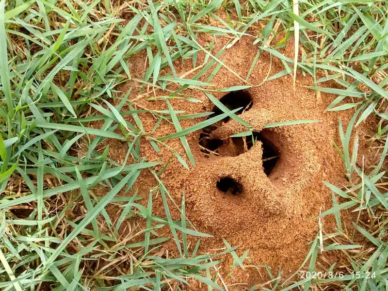 Ant hill mound in grass showing outdoor colony habitat