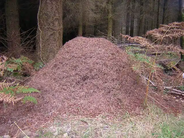 Large ant hill surrounded by trees in a wooded area