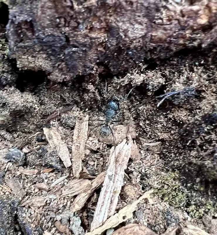 Carpenter Ant Frass: Tell-Tale Signs of an Infestation