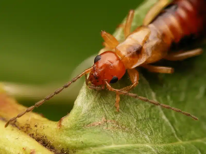 Close-up of an ant on a green leaf in an outdoor setting