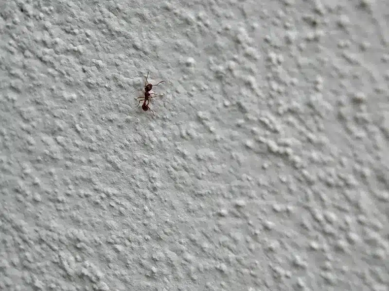 Ants in Walls: Why They Invade and How to Remove Them