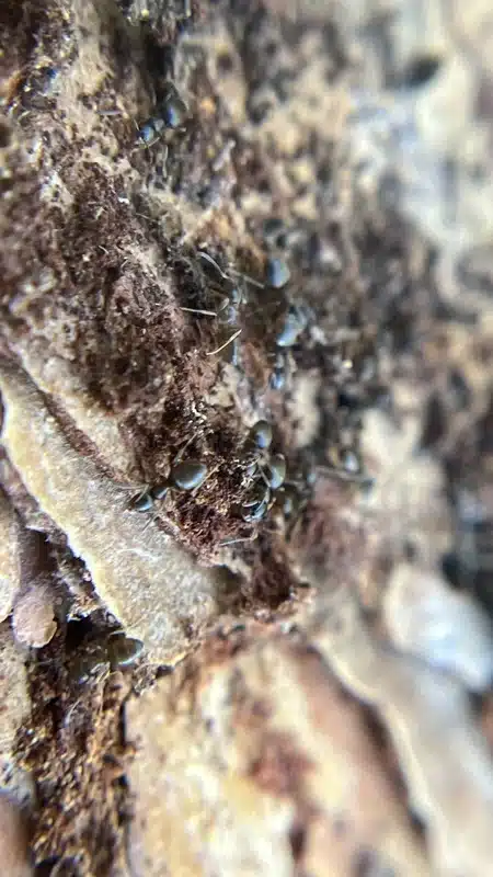 Ghost Ants vs Sugar Ants: Identify These Tiny Home Invaders
