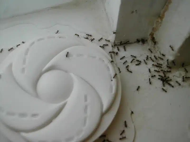 Tiny Ants in Kitchen? Expert Tips to Eliminate Them Fast