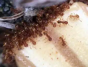 Ants feeding on fruit showing how they find food in homes