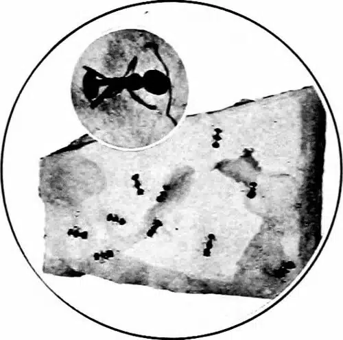 Group of ants clustered on a sugar cube