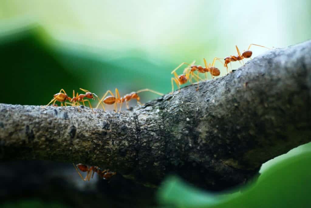 Ant trail on a branch showing organized foraging behavior