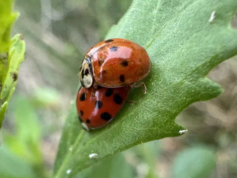 Asian Beetles vs Ladybugs: Which Is More Harmful?