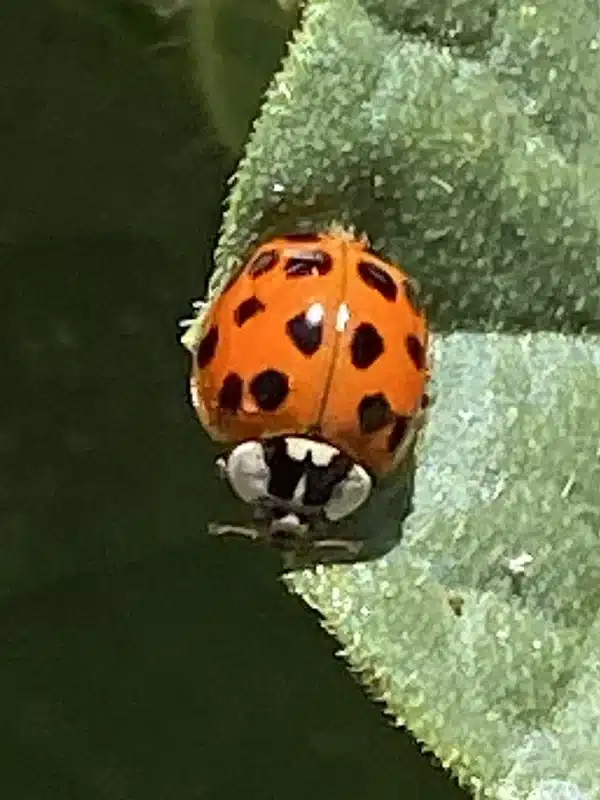 Close-up of an Asian lady beetle showing the white M-shaped marking behind the head