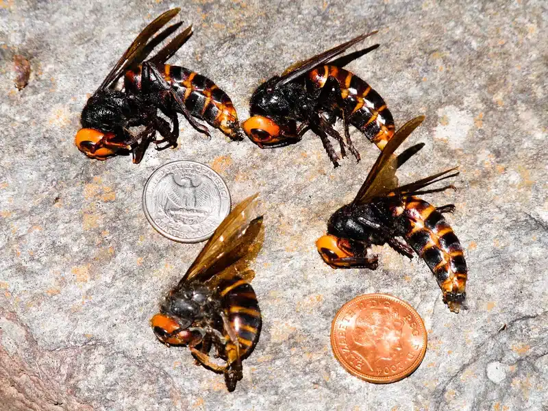 Asian giant hornets with coins for size comparison