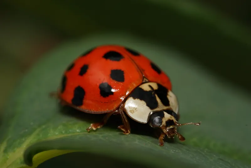 Asian lady beetle close-up on leaf showing M-shaped marking behind head