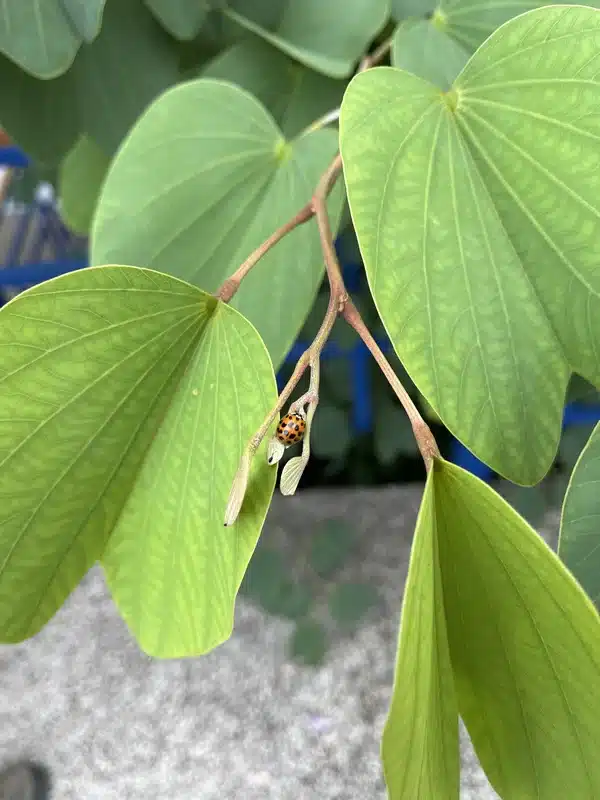 Asian lady beetle on a branch in outdoor setting