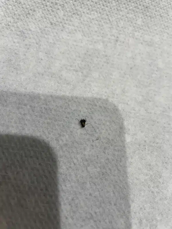 Baby Roaches Look Like This: Spot Cockroach Nymphs Early