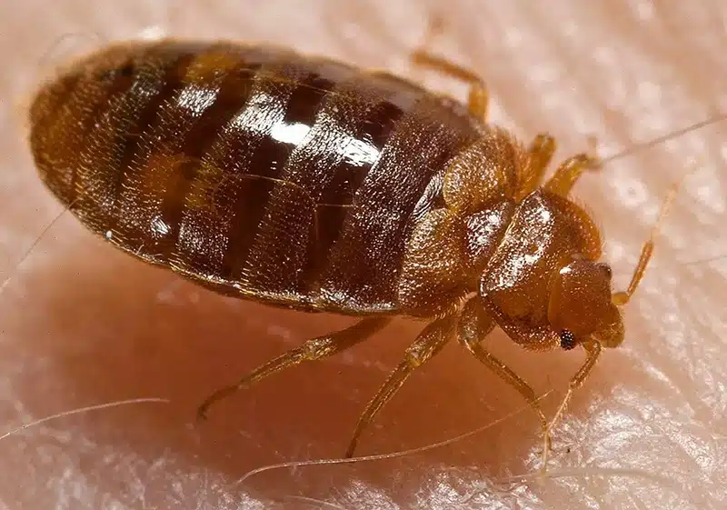 Bed bug nymph on skin before feeding showing translucent body