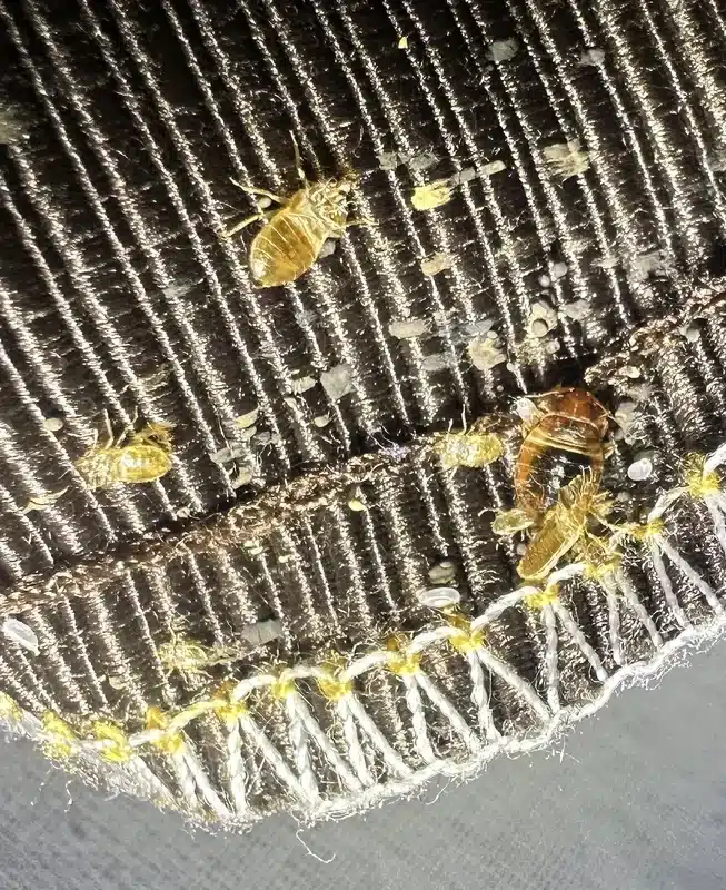 Bed bug infestation in mattress seam showing bugs and eggs