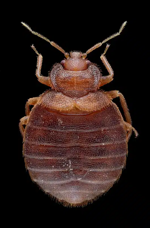 Pictures of Bed Bugs & Bites: Complete Identification Guide