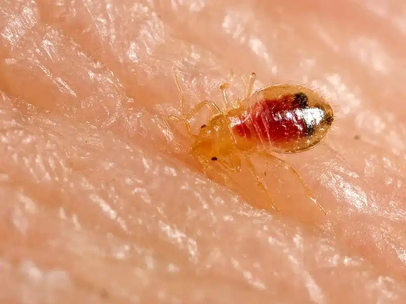 Bed bug nymph on human skin showing oval body shape