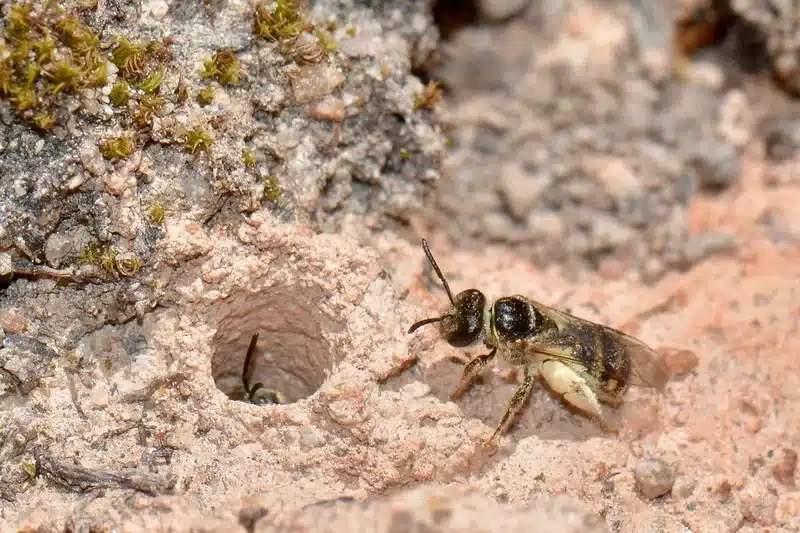 Bee near a nest hole in soil showing entrance size and soil mound